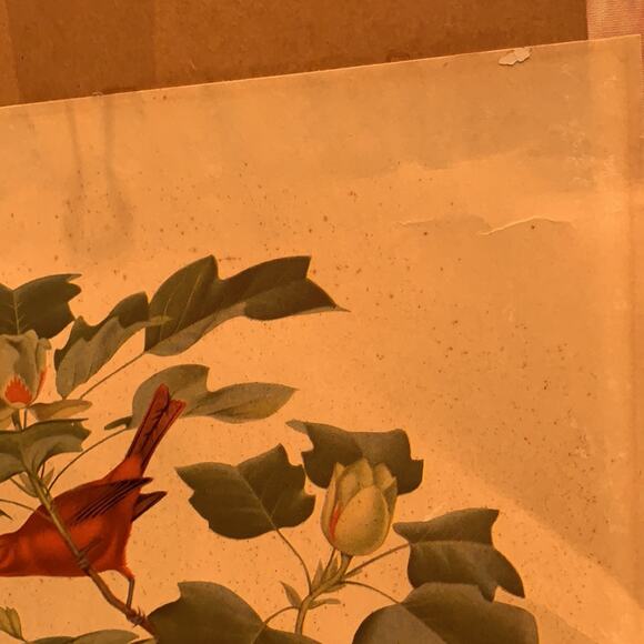 Vintage Summer Central South American Tanager Bird Pair foliage rustic art print - Picture 2 of 5